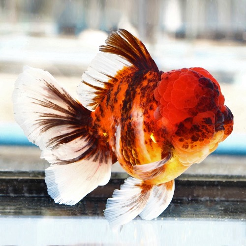 빅헤드 레드 타이가 로즈테일 오란다 / Big head Red Tiger rose tail oranda / size : 17-18 cm 내외 / 수컷추정 / KS_0131_8 / 240206