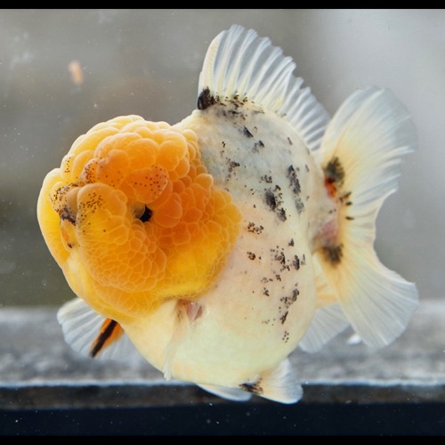 밀크 쿠앤크 물강아지 오란다 시리즈 / WATER DOG CUTE ORANDA / size : 11 cm 내외 / 암컷추정 / SM0125_12 / 240127