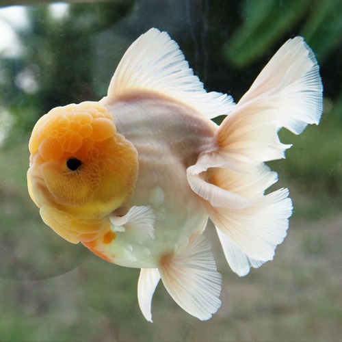 블랙 아이즈 화이트 사쿠라 쿠누 JP 오키드 테일 오란다 / Kunnoo JP Orchard tail oranda limited quantity selection / size : 18 cm 내외 / 수컷추정 / KUNNOO_0130_2 / 240130