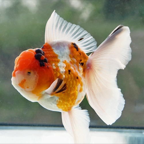 트리컬러 오키드테일 오란다 / EAGLE KUNNOOJP  ORCHID TAIL ORANDA / size : 14 cm 내외 / 수컷추정 / 240404