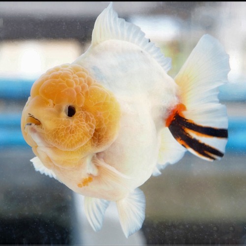 미스터 오 | 인형 밀크 화이트  볼케이노 숏테일 오란다 / AOR DOLL MILK WHITE  VOLCANO SHORT TAIL ORANDA / size : 16cm 내외 / 수컷추정 / 240404