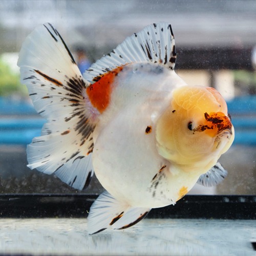 매우 큰 볼륨  느긋하고 편안한 유영 압도적인 관상미를 보여주는 great oranda / GIANT ORANDA WHITE SAKURA / size : 30 cm 내외 / 암컷추정 / 240409