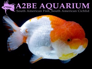 [Mr. WU RANCHU] 홍백 난주 / Red &amp; White Ranchu [ 0511_GD ] (8~10cm)