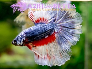 로즈테일 블루 드래곤 레드 팬시 하프문 / Rosetail Blue Dragon Red Fancy HM / [ 0623_B ]