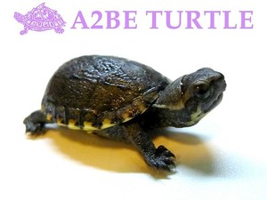 이스턴 머드 터틀 Eastern Mud Turtle