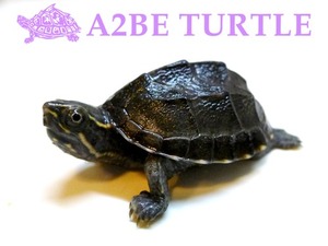 커먼머스크 터틀 Common Musk Turtle