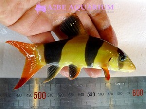 Botia macracantha (Clown loach) 크라운 로치 12-14cm