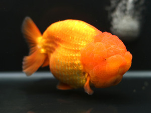 미스터 우 A 그레이드 라이언 헤드 오렌지 / A GRADE LION HEAD ORANGE RANCHU / [ 0717_MW_E ]