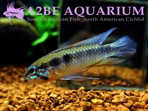 아피스토그라마 엘리자베세 이카나 블루 Apistogramma Elizabethae&quot;ICANA BLUE&quot;wild 한쌍 