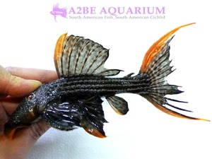 *공구가 축양개체) L25 슈다칸티쿠스 sp 스칼렛 / Pseudacanthicus sp Scarlet &quot;Rio Xingu&#039;&#039;wild (21cm 내외) 