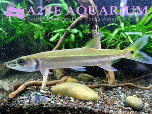 아세스트로히쿠스 마이크로레피스 Acestrorhynchus microlepis wild (50%세일)