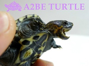 &quot;자르비니&quot; 퍼시픽 코스트 자이언트 머스크 터틀 Staurotypus Salvinii (Pacific Coast giant musk turtle)