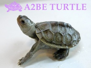 다이아온드 백테라핀 캐롤 Diamondback Terrapin Carroll