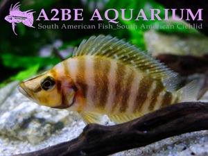 컴프리 &quot;골드헤드 무지&quot; / Lamprologus compressiceps GOLD HEAD (2.5cm전후) 