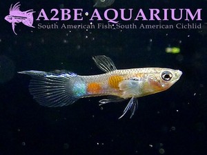 야생 구피 [구피 원종] / Poecilia reticulata (wild Guppy) 5마리 1세트 