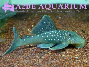 L128 블루 팬텀 / L128 Hemiancistrus sp BLUE wild 12-13cm 