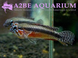 아피스토그라마 엘리자베세 &quot;상 가브리엘&quot; 슈퍼레드 / Apistogramma elizabethae SAO GABRIEL Super Red wild 한쌍 