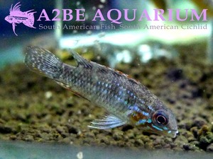 아피스토그라마 엘리자베세 &quot;투카노&quot; / Apistogramma elizabethae &quot;TUCANO&quot; wild 유어급 한쌍