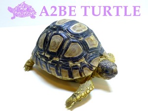 레오파드 육지거북 / Leopard Tortoise (배갑 8.5cm) Type-A 