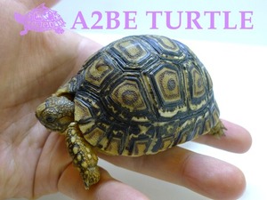 레오파드 육지거북 / Leopard Tortoise (배갑 8.5cm) Type-C 