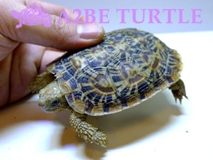 팬케&amp;#51084; 육지거북 &quot;Pancake Tortoise&quot; / Malacochersus Tornieri 