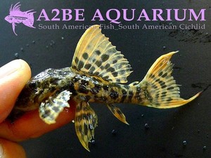 L273  슈다칸티쿠스 &quot;타이타닉&quot; / Pseudacanthicus sp &quot;Titanicus Pleco&quot; wild 10-11cm 