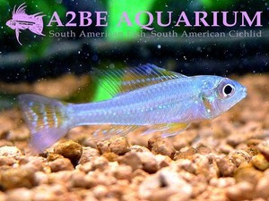 바이오토에쿠스 sp 뉴 타파조스 / Biotoecus sp NEW TAPAJOS (신지역종) 