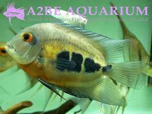 Uaru amphiacanthoides &quot;Xingu Blue&quot; 9-10cm 