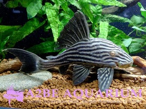 L190 로얄 플레코 / Panaque nigrolineatus wild [16-18cm] 