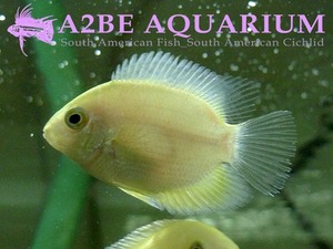 골든 세베렘 / Cichlasoma Severum var Golden (2마리 1세트) 6-7cm 