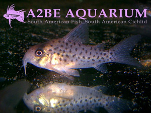 코리도라스 아트로퍼소나투스 (Corydoras atropersonatus wild)