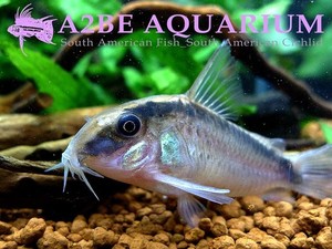 코리도라스 아쿠아투스 / Corydoras arcuatus (wild 大size) 