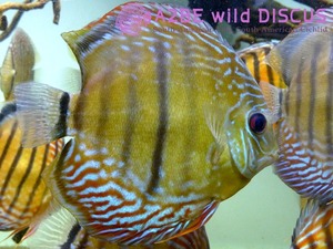 야생 디스커스 &quot;알랜큐어 큐이피아 레드&quot; / Discus wild RED &quot;Alenquer Cuipeua&quot; 16cm up [AC1307L] 