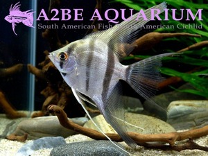 페루엔젤 롱핀 / Scalare Peruensis var. Longfin (9-11cm)