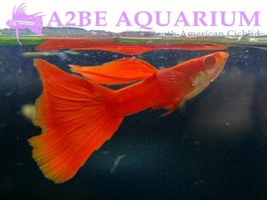 알비노 풀레드 스왈로우 / Guppy albino fullred swallow (노멀숫1+스왈숫1+노멀암1+스왈암1)  