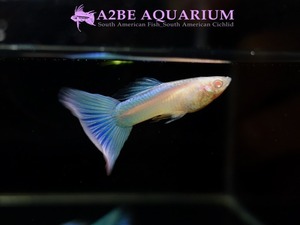 알비노 네온 블루 슈퍼화이트 Guppy Neon Blue Super White (암수 한쌍)