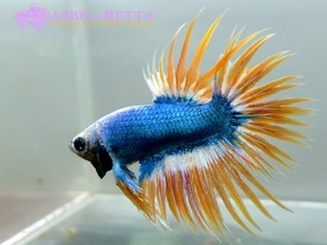 크라운 스페샬 / Betta Crown tail Special Super Blue Yellow (CTS1308A) 