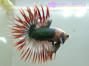 크라운 스페샬 / Betta Crown tail Special Green White Red (CTS1308D) 