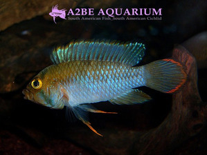 Apistogramma Panduro VAR MARSEL wild (판두로 변이종 한쌍)