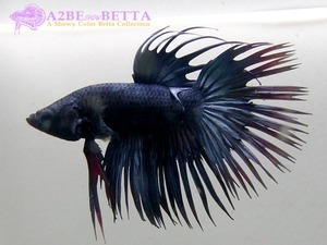 크라운 스페샬 &quot;블랙 코퍼&quot; / Betta Crown tail Special &quot;Black Copper&quot; (CSBC0815) 