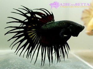 크라운 스페샬 &quot;블랙 킹&quot; / Betta Crown tail Special &quot;Black King&quot; (CSBK0820A) 