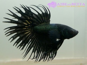 크라운 스페샬 &quot;블랙 킹&quot; / Betta Crown tail Special &quot;Black King&quot; (CSBK0820C) 