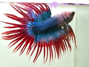 크라운 스페샬 / Betta Crown tail Special &quot;Platinum Blue Red&quot; (CSPBR0912A) 