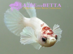 빅이어 하프문 암컷 / Betta Big Ear Half Moon FEMALE/ K