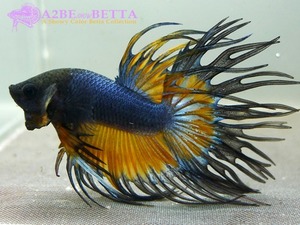 크라운 스페샬 &quot;머스타드&quot; / Betta Crown tail Special &quot;Mustard&quot; (CS1004MA) 