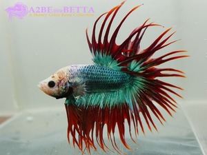 크라운 스페샬 / Betta Crown tail Special &quot;Platinum Green Red&quot; (CSPGR1004A) 