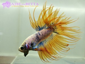 크라운 스페샬 / Betta Crown tail Special &quot;Blue Yellow&quot; (CSBY1004B) 