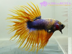 크라운 스페샬 / Betta Crown tail Special &quot;Blue Yellow&quot; (CSBY1004D) 