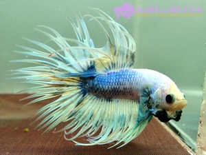 크라운 스페샬 / Betta Crown tail Special &quot;Platinum Marble&quot; (CSPM1004C) 