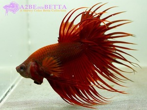 크라운 스페샬 / Betta Crown tail Special &quot;Red&quot; (CSR1004B) 